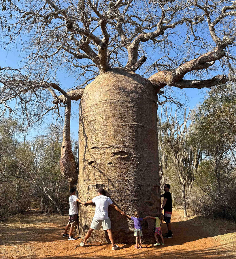 Baobab